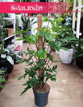 Filodendron Pedatum, Philodendron Pedatum, Filodendron Postrzępiony pnącze, sklep z duzymi filodendronami