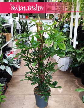 Filodendron Pedatum, sklep z dużymi philodendronami w Krakowie online, sklep z rołsinami doniczkowymi, rośliny Kraków