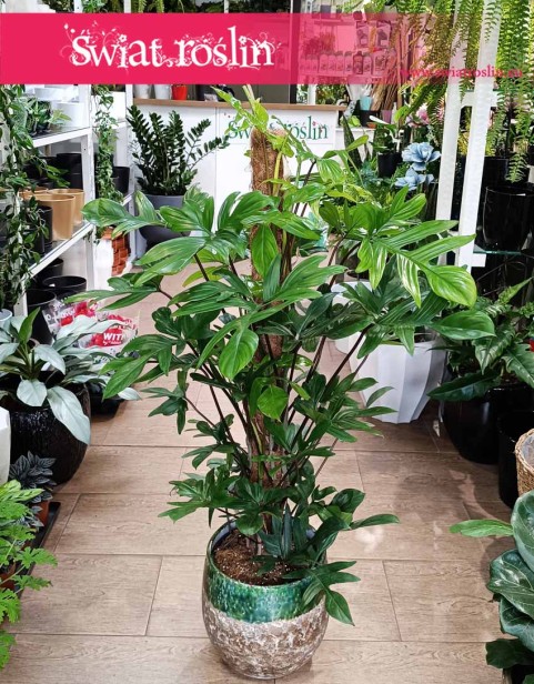 Duży Philodendron Pedatum, Wielki Filodendron Pedatum