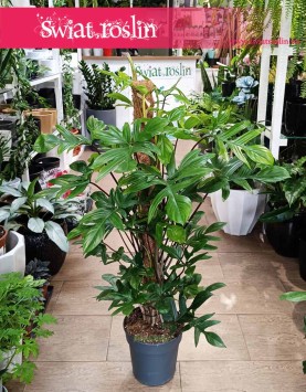 Wielki Filodendron Pedatum, Duży Philodendron Pedatum, Duży Filodendron Postrzępiony na paliku