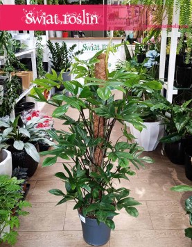 Wielki Filodendron Pedatum do kupienia w sklepie internetowym, Duży Philodendron Pedatum