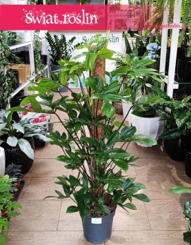 Duży Philodendron Pedatum, Wielki Filodendron Pedatum do biura do firmy do salonu oczyszcza powietrze