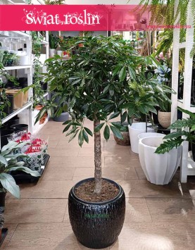 Schefflera Arboricola Compacta Drzewko, Szeflera Compacta w formie drzewka