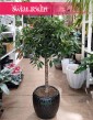 Schefflera Arboricola Compacta Drzewko, Szeflera Compacta w formie drzewka