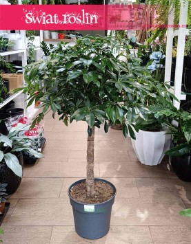 oczyszcająca powietrze Schefflera Arboricola Compacta Drzewko kup w krakowie lub online, Szeflera Compacta w formie drzewka