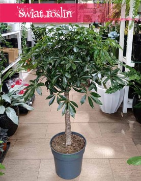 najlepsza roślina do biura Schefflera Arboricola Compacta Drzewko, Szeflera Compacta w formie drzewka