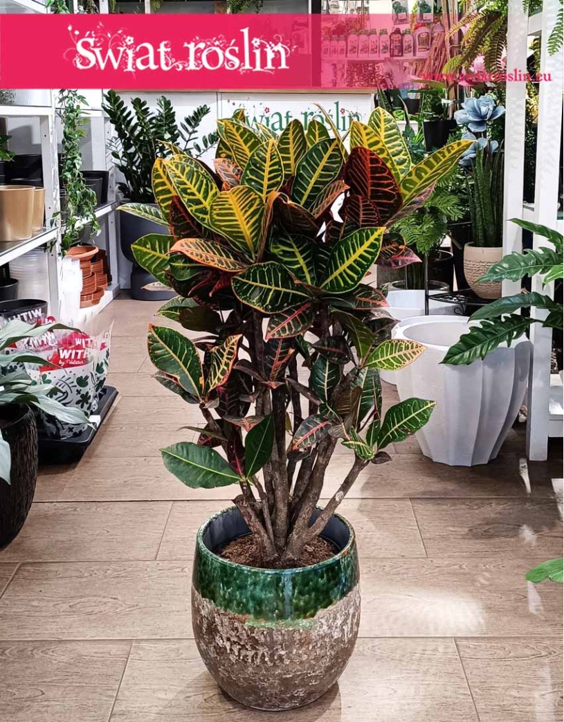 Duży Kroton Petra, Wielki Croton Petra, Duży Trójskrzyn Variegata, Wielkie Codiaeum Variegatum