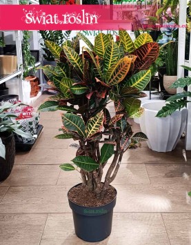 Duży Kroton Petra, Duży Trójskrzyn Petra Variegata, Wielkie Codiaeum Variegatum Petra z wysyłką do domu