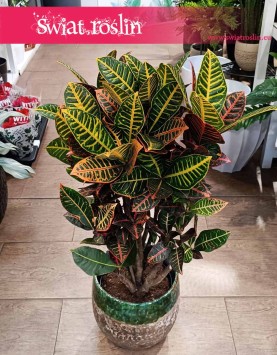 Duży Kroton Petra z wysyłką do domu, Wielki Croton Petra, Duży Trójskrzyn Variegata petra