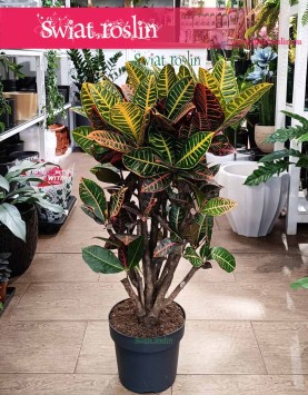 Duży Kroton Petra z wysyłką do domu ze sklepu internetowego online, Duży Trójskrzyn Variegata, Wielkie Codiaeum Variegatum