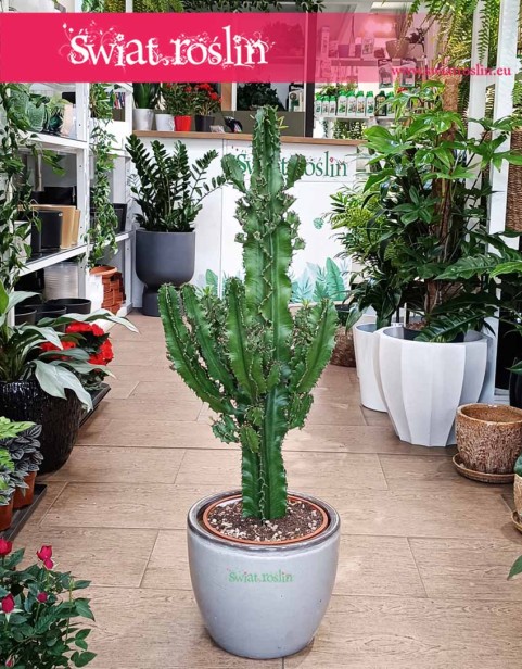 Euphorbia Erytrea, Wilczomlecz Erytrea