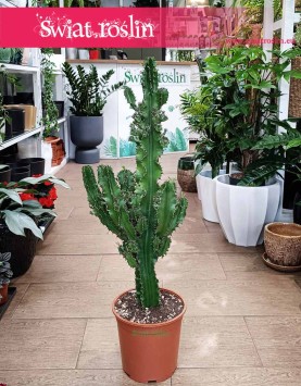 Wilczomlecz Erytrea, Euphorbia Erytrea roslina doniczkowa do wspaniałego wnętrza do dkupienia z dostawą
