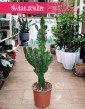 Wilczomlecz Erytrea, Euphorbia Erytrea roslina doniczkowa do wspaniałego wnętrza do dkupienia z dostawą