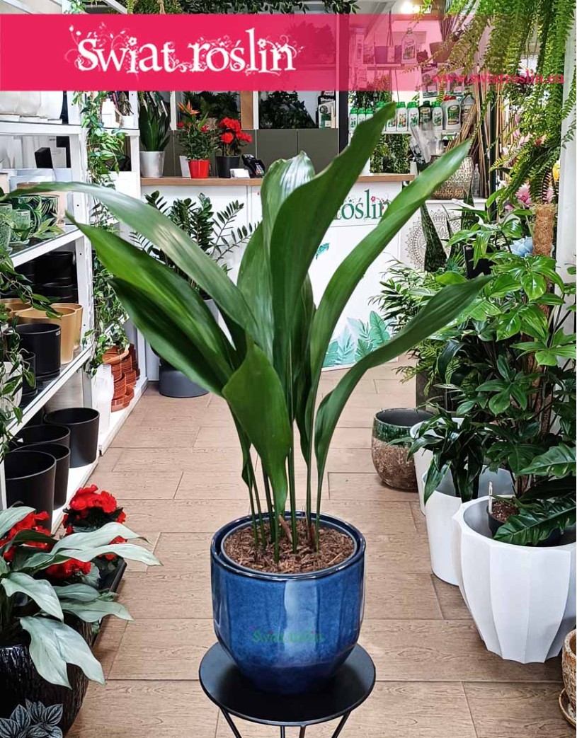 Duża Aspidistra Wyniosła, Wielka Aspidistra Elatior, Duża Żelazna Roślina