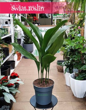 Duża Aspidistra Wyniosła, Wielka Aspidistra Elatior, Duża Żelazna Roślina do kupienia w sklepie online z dostawą