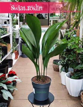 Duża Aspidistra Wyniosła, Wielka Aspidistra Elatior, Duża Żelazna Roślina do kupienia w sklepie w Krakowie lub z wysyłką online