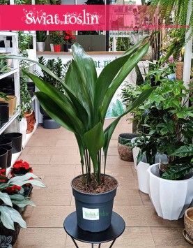 Duża Aspidistra Wyniosła najlepsza jakość najlepsza cena z dostawą, Wielka Aspidistra Elatior