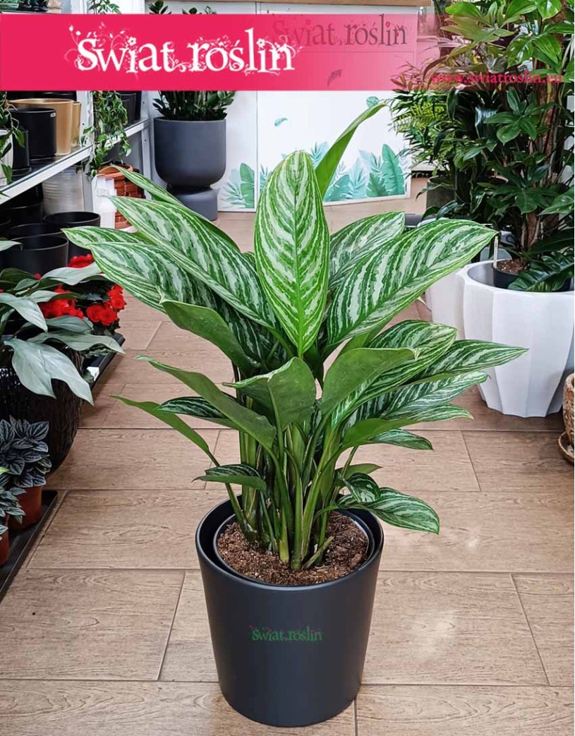 Duża Aglaonema Stripes, Wielka aglonema sklep