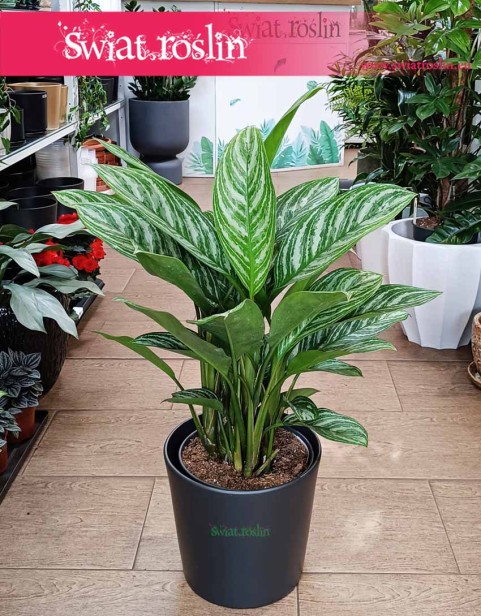 Duża Aglaonema Stripes, Wielka aglonema sklep
