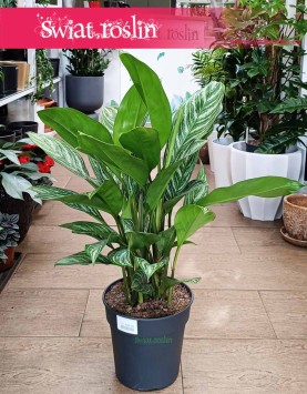 Duża Aglaonema Stripes, Wielka aglonema sklep, duża aglonema, wysyłka roślin sklep online internetowy