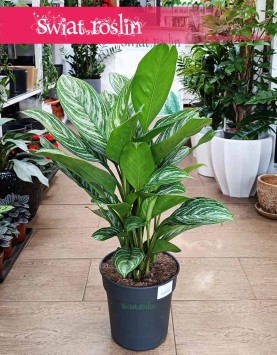 Duża Aglaonema Stripes, Wielka aglonema sklep, aglonema sklep Kraków wysyłka roślin online