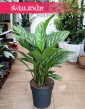 Duża Aglaonema Stripes do kupienia w Krakowie z wysyłką na całą Polskę, Wielka Aglonema Stripes