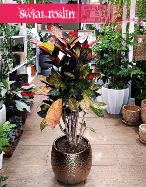 Kroton Mrs. Iceton, Trójskrzyn Mrs. Iceton, Codiaeum Mrs. Iceton