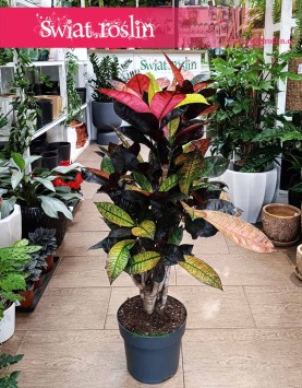 Wielki Kroton Iceton z wysłką ze sklepu internetowego online , Trójskrzyn, Codiaeum, Kroton Mrs. Iceton