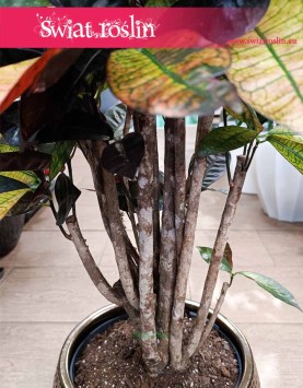 Kroton Mrs. Iceton, Trójskrzyn Mrs. Iceton, Codiaeum Mrs. Iceton najlepsza jakość najlepsza cena