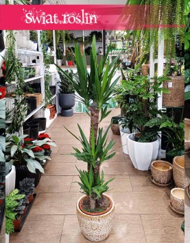 Juka Gwatemalska, Yucca Elephantipes, Stopa Słonia