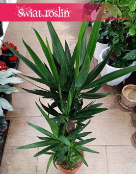 Juka Gwatemalska do kupienia w Krakowie lub online z dostawą, Yucca Elephantipes, Stopa Słonia