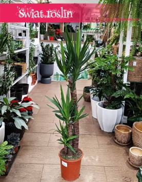 Juka Gwatemalska najlepsza jakość najlepsza cena z dostawą, Yucca Elephantipes, Stopa Słonia