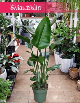 Duża Strelicja Nicolai, wielka Strelitzia Nicolai, Duża Strelicja Biała internetowy sklep z roślinami