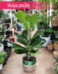Fikus Dębolistny, Ficus Lyrata, Fikus Lyrata do kupienia z dostawą pod drzwi
