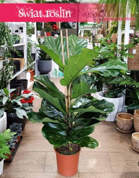 Fikus Lyrata, figowiec lirolistny, fikus dębolistny, Ficus Lyrata do kupienia w sklepie z roślinami online