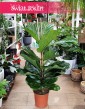 Fikus Lyrata, figowiec lirolistny, fikus dębolistny, Ficus Lyrata do kupienia w sklepie z roślinami online