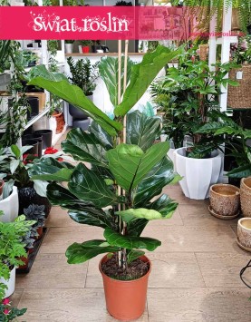 Fikus Lyrata, figowiec lirolistny, fikus dębolistny, Ficus Lyrata