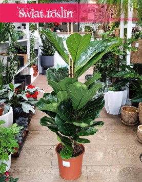Fikus Lyrata najlepsza jakość najlepsza cena, figowiec lirolistny, fikus dębolistny, Ficus Lyrata