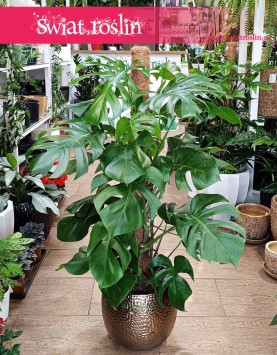 Monstera na paliku, Monstera Deliciosa na paliku, Filodendron dziurawy na paliku, Monstera dziurawa na paliku