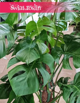 Piękna śliczna monstera sklep, Duża Monstera Deliciosa na paliku, duża Monstera na paliku