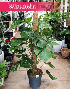 Monstera Deliciosa na paliku, Monstera na paliku, Filodendron dziurawy na palki, Monstera Deliciosa na paliku