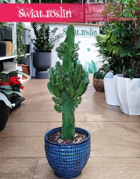 Euphorbia Erytrea, Wilczomlecz Erytrea