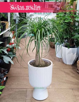 Wielka Nolina Wygięta, Duża Beaucarnea Recurvata, wielka roślina Stopa słonia