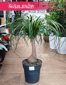 Duża Nolina, Beaucarnea Recurvata, Nolina wygięta, Wielka Stopa słonia sklep z roślinami online internetowy