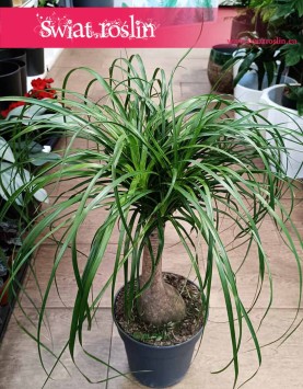 Wielka Nolina, Beaucarnea Recurvata, Nolina wygięta sklep online internetowy Kraków, Stopa słonia