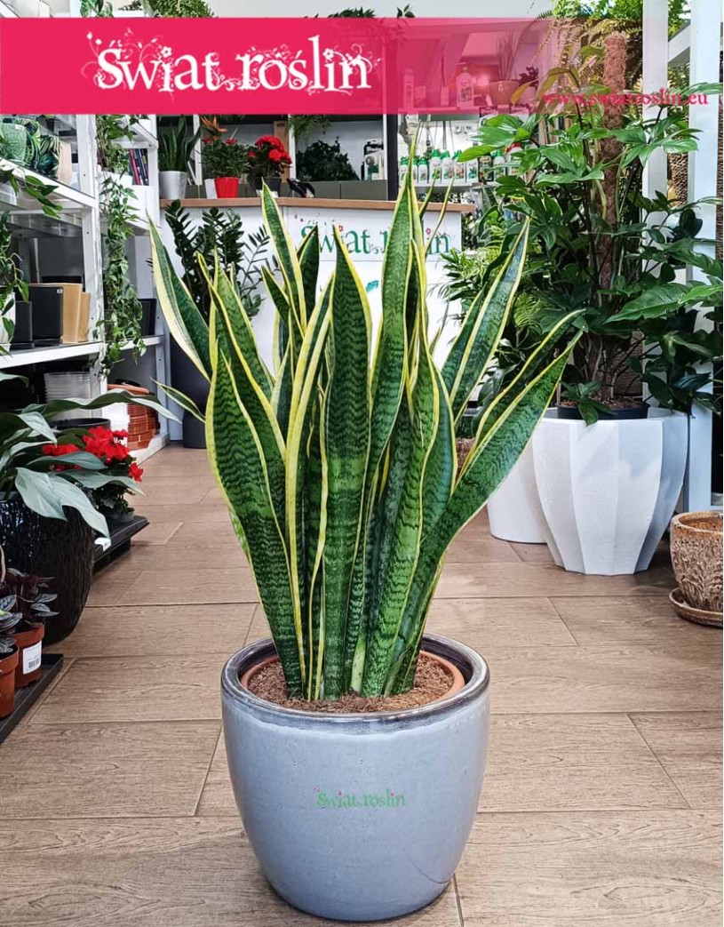 Duża Sansewieria Laurentii, Wielka Sansevieria Laurentii, Wężownica roślina