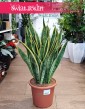 Duża Sansewieria Laurentii, Wielka Sansevieria Laurentii, Wężownica-Roślina z wysyłką do domu