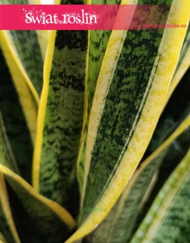 Duża Sansewieria Laurentii, Wielka Sansevieria Laurentii sklep internetowy online w Krakowie