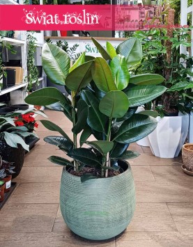 Duży Fikus sprężysty Robusta, Duży Figowiec sprężysty Robusta, Wielki Ficus elastica Robusta