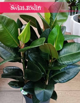 Duży Fikus sprężysty Robusta, Duży Figowiec sprężysty Robusta, Wielki Ficus elastica Robusta, internetowy sklep z roślinami